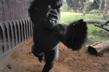 zoo-kumbuka-the-gorilla